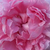 Roza - Angleška vrtnica - Ausglisten